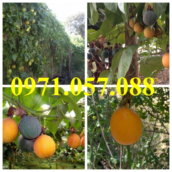 GIỐNG CÂY CHANH LEO COLOMBIA